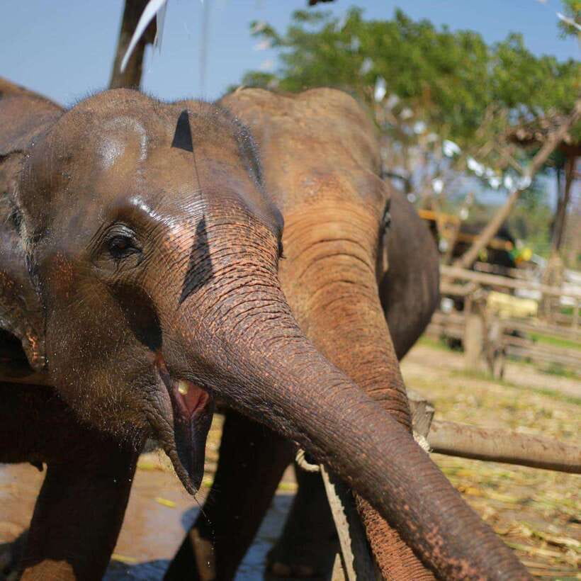 Chiang Mai: Dantewada ,Wat Ban Den Temple & Cafe Elephant - Who should book this experience?