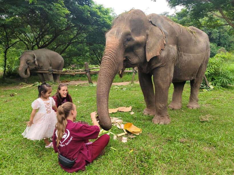 Chiang Mai: Elephants, Sticky Waterfalls, Market and Temple - Why this Chiang Mai day trip works