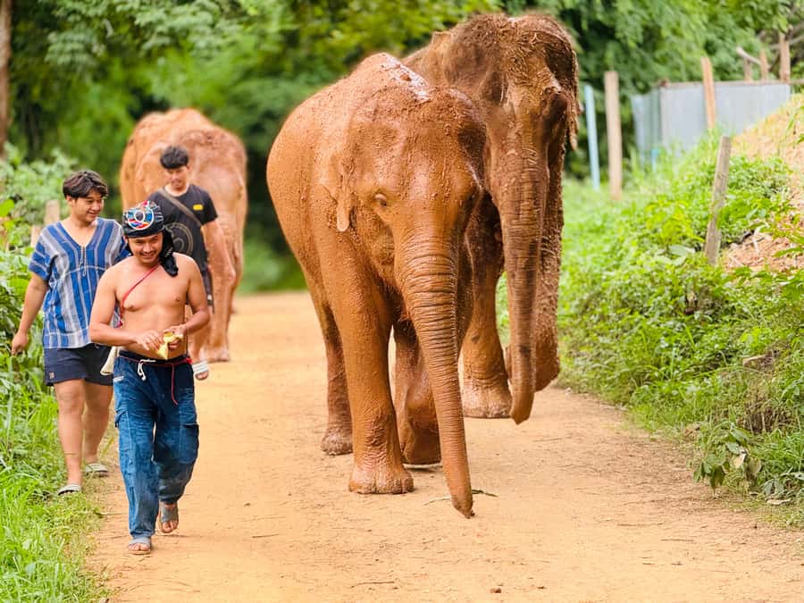 Chiang Mai : Temple , Nature and culture in one day. - Making herbal medicine and meeting the elephants