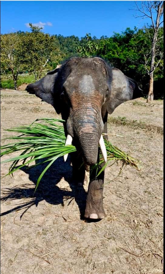 Chiang Mai: Two-day Temple of Elephants Sanctuary Tour - What This Two-Day Chiang Mai Trip Really Offers
