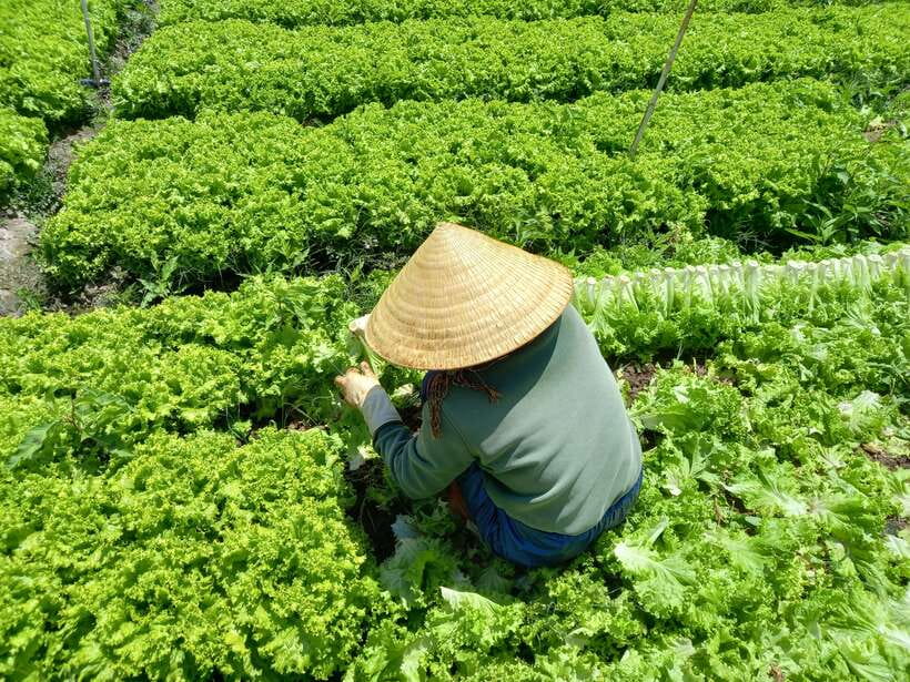 Dalat Countryside Motorbike Day Tour–Coffee Farms & Pagodas - Rice wine and the silk-making process
