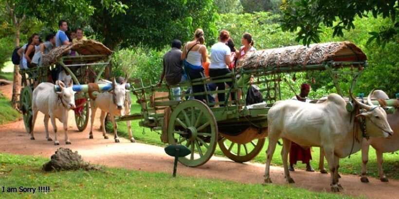 Dambulla: Caves Temple & Traditional Village Tour with Lunch - Key points at a glance