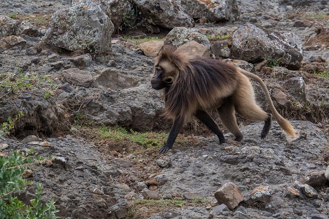 Day Trip From Addis Ababa See Historical Monastery,Stunning Nature,Animals,Birds - Why this Addis Ababa day trip works