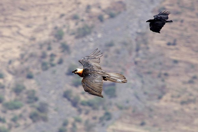 Day Trip From Addis Ababa See Historical Monastery,Stunning Nature,Animals,Birds - What to pack for Debre Libanos and the gorge