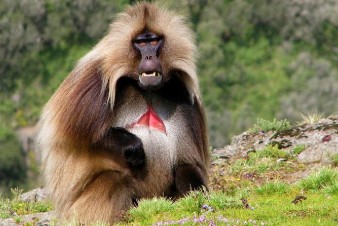 DAY TRIP TO Debre Libanos Monastery Cave Church Nature and Wildlife - Baboons, waterfalls, and the Jemma River gorge