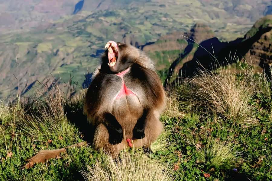 Debre Libanos Monastery & Scenic Portuguese Bridge Tour - Leaving Addis Ababa through the Entoto Hills