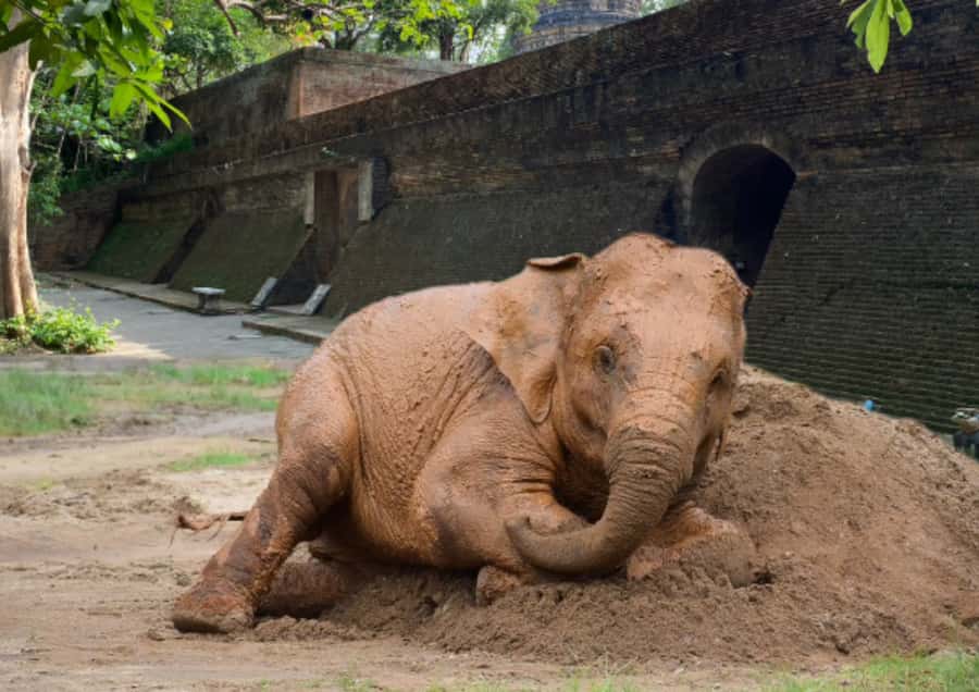 Elephant care with Wat Umong, Doi Suthep and Night City view - The midday schedule has a built-in pause