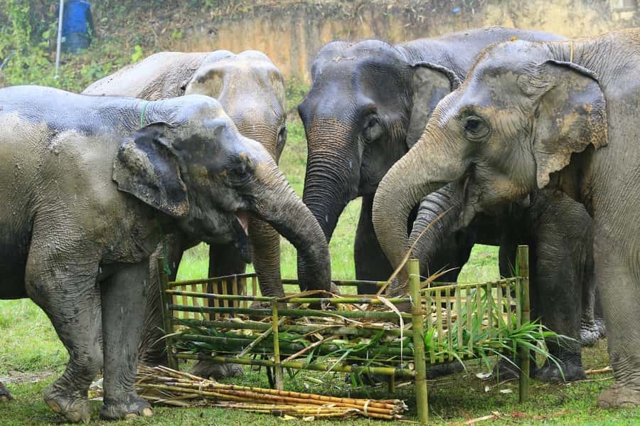 Elephant care with Wat Umong, Doi Suthep and Night City view - Wat Umong and its tunnel atmosphere