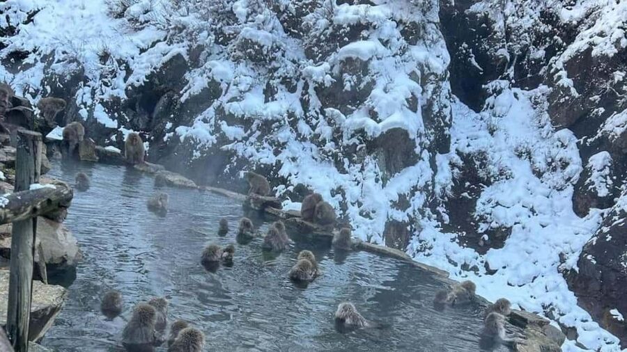 F: Tokyo:Nagano snow monkey/Zenko Ji temple private day tour - A long but rewarding day from Tokyo to Nagano