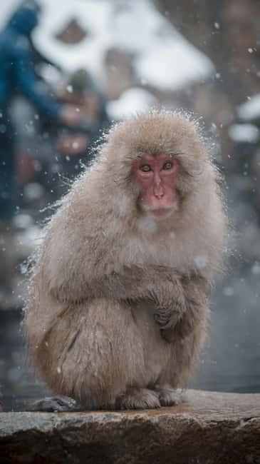 F: Tokyo:Nagano snow monkey/Zenko Ji temple private day tour - Zenkoji Temple’s quiet contrast