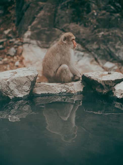 F: Tokyo:Nagano snow monkey/Zenko Ji temple private day tour - Jigokudani Monkey Park and the hot spring macaques