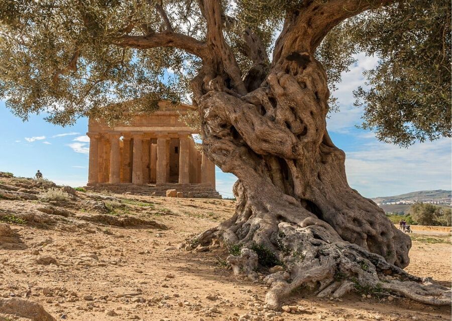 From Agrigento to Siracusa: Valley of Temples & Roman Villa - Arriving in Siracusa around 6:45 p.m.