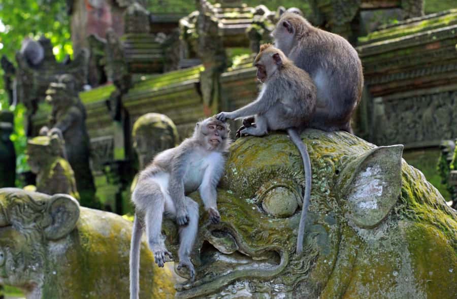 From Bali: Saraswati Temple, Monkey Forest, Ubud Waterfalls - Guides, vehicles, and the value of personal service