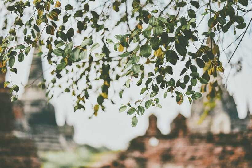 From Bangkok: Ayutthaya Ancient City Temple Tour - Wihan Phra Mongkhon Bophit has the day’s biggest Buddha