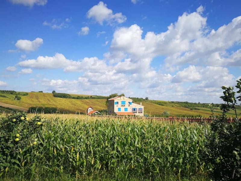 From Belgrade: Novi Sad & Fruska gora & winery and monastery - Why this northern Serbia day trip works