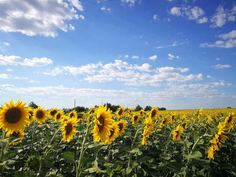 From Belgrade: Novi Sad & Fruska gora & winery and monastery - Who should book this day trip