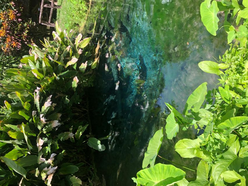 From Chiang Mai: Temples, Sticky Waterfall, and Orchid Farm - Guides, vehicles, and the value of a small group