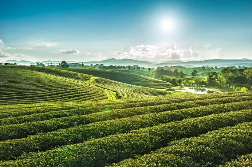 From Chiang Rai 3 Temples & Golden Triangle &Tea Plantation - White Temple: a modern vision in white