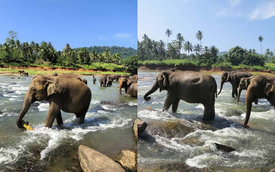 From Colombo: Kandy Temple of Tooth & Elephant Orphanage - Tea, herbs, and a taste of Sri Lanka