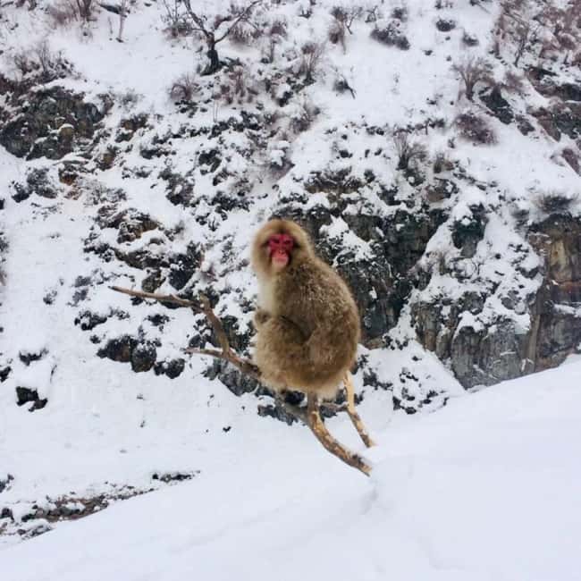 From Myoko Kogen: Snow Monkey Park and Zenkoji Temple Tour - A warm Nagano hotpot lunch