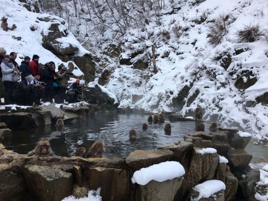 From Myoko Kogen: Snow Monkey Park and Zenkoji Temple Tour - Returning to Myoko Kogen and Madarao