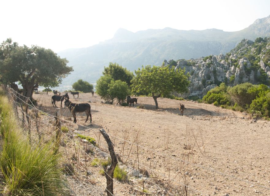 From Palma: Serra Tramuntana and Lluc Monastery Guided Tour - What the $117 price really buys