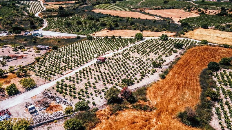 From Paphos: Afternoon Tour to Agios Neophytos Monastery - The guide and group experience