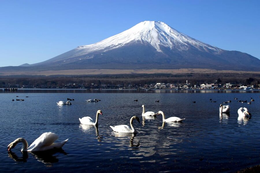 From Tokyo: Fuji Mountain Area - FujiQ - Lake Kawaguchiko - Chureito Pagoda - Key points to know before booking