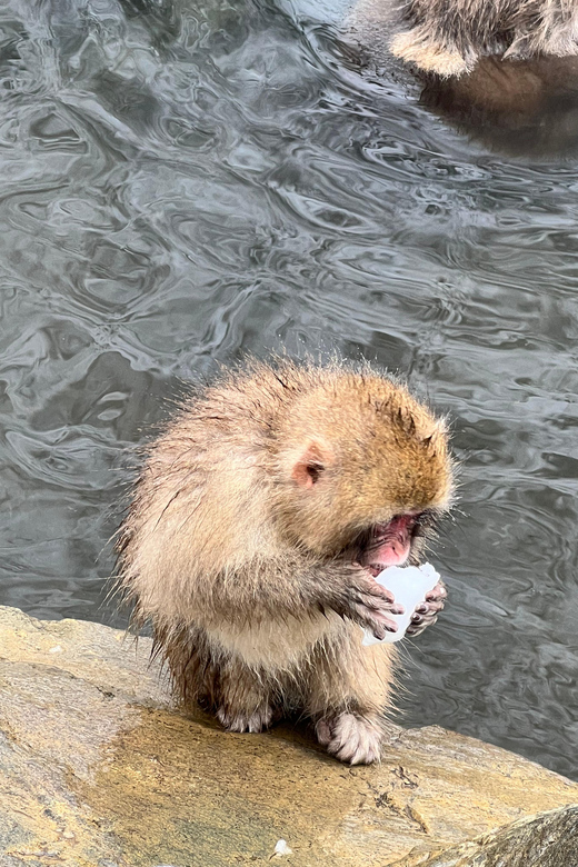 From Tokyo: Nagano Snow Monkey Park Zenkoji Temple Day Trip - Zenkoji Temple deserves more than a quick photo