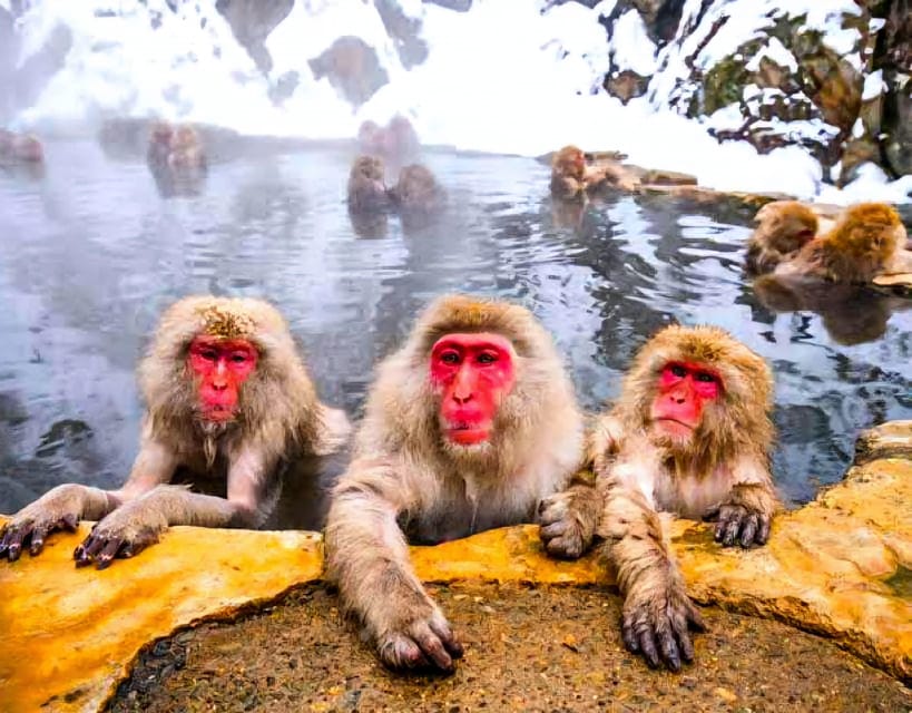 From Tokyo: Nagano Snow Monkey Park Zenkoji Temple Day Trip - Shibu Onsen is a possible hot spring finish