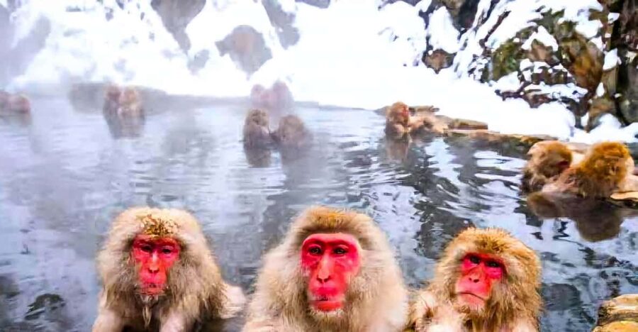 From Tokyo: Nagano Snow Monkey Park Zenkoji Temple Day Trip - Who should book this private Nagano day trip