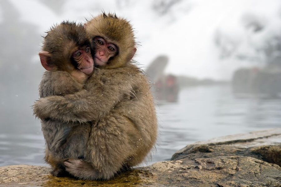 From Tokyo: Nagano, Zenkoji Temple, Snow Monkeys Day Trip. - Who should book this experience?