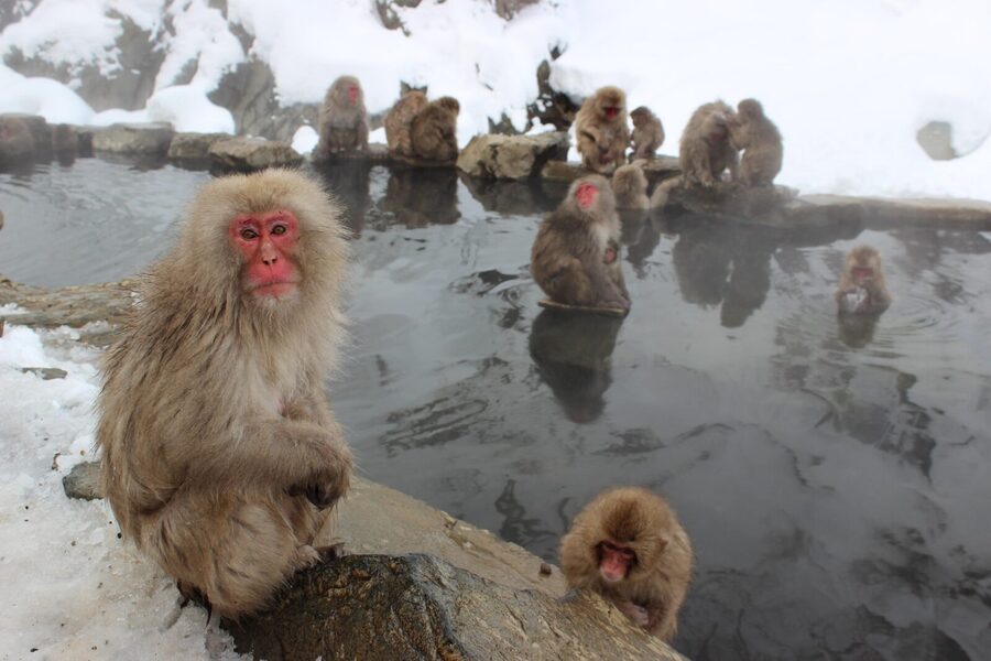 From Tokyo: Nagano, Zenkoji Temple, Snow Monkeys Day Trip. - Lunch and a taste of Nagano