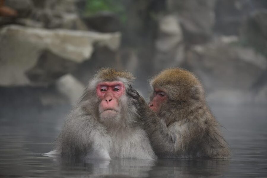 From Tokyo: Nagano, Zenkoji Temple, Snow Monkeys Day Trip. - Obuse, sake, chestnuts, and Hokusai