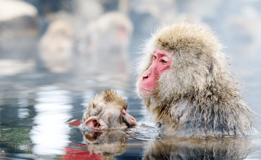 From Tokyo: Nagano, Zenkoji Temple, Snow Monkeys Day Trip. - The road from Tokyo to Nagano