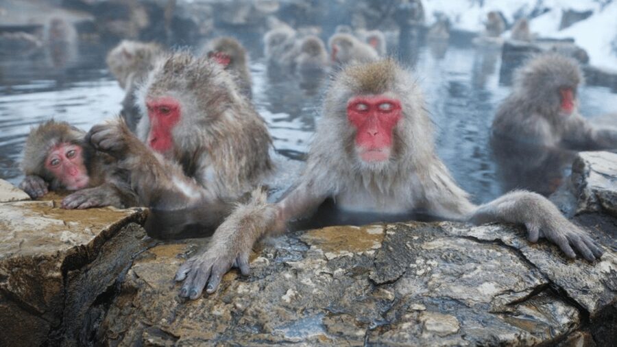 From Tokyo: Private Tour Snow Monkey Park & Zenko-ji Temple - The long road from Tokyo to Nagano