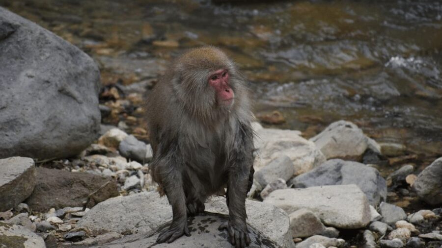 From Tokyo: Private Tour Snow Monkey Park & Zenko-ji Temple - Who should book this Nagano day trip?