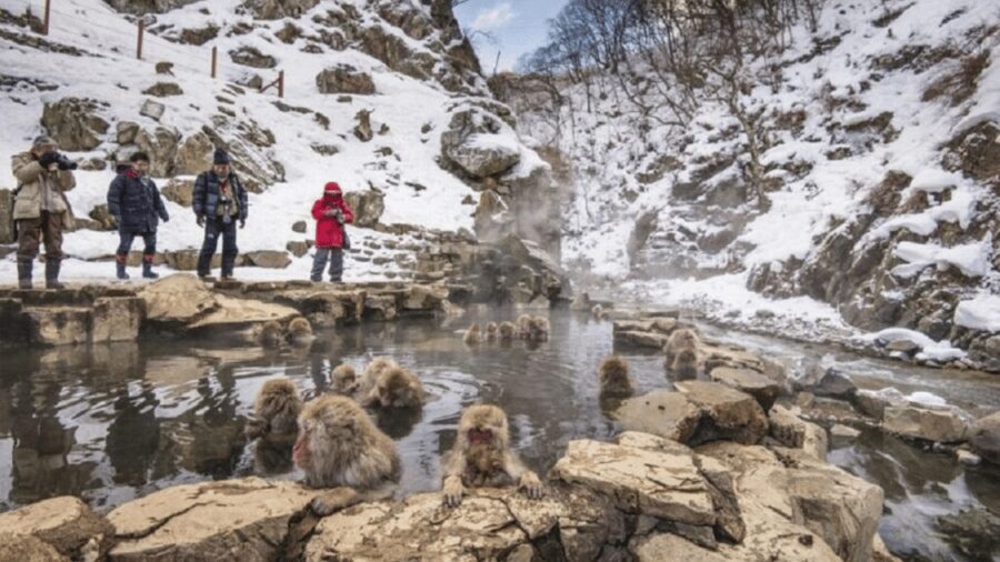From Tokyo: Private Tour Snow Monkey Park & Zenko-ji Temple - Jigokudani Monkey Park and the walk to the pools