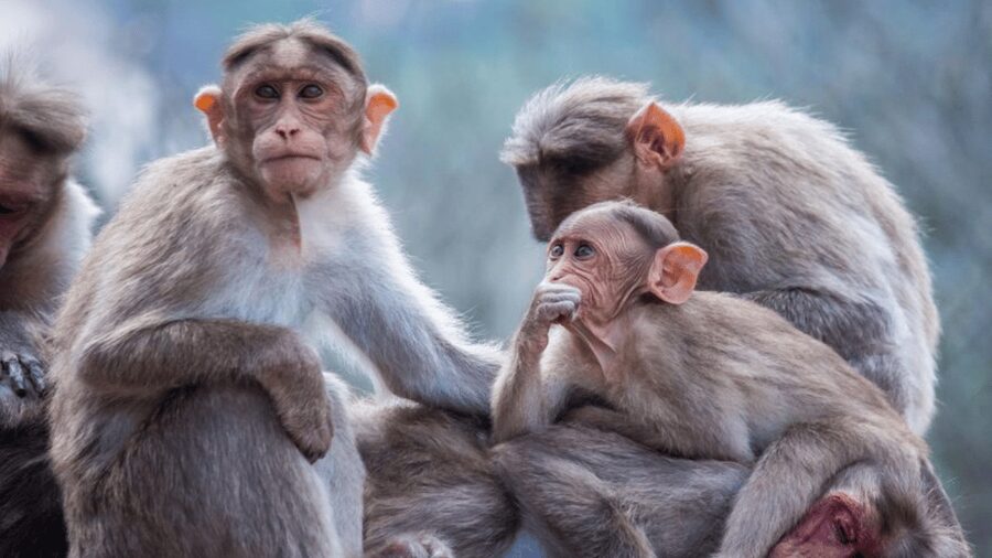 From Tokyo: Private Tour Snow Monkey Park & Zenko-ji Temple - Shibu Onsen, a traditional hot-spring town