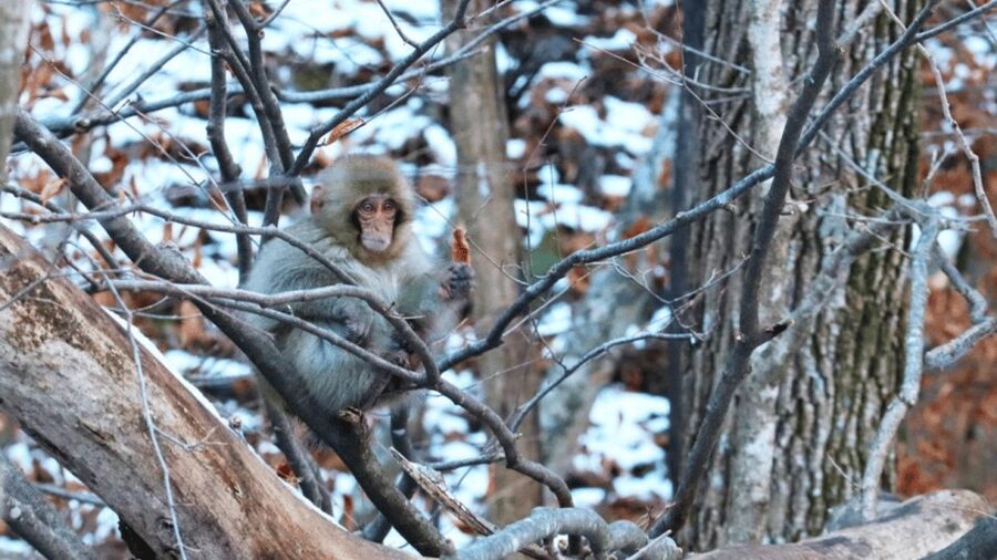 From Tokyo: Private Tour Snow Monkey Park & Zenko-ji Temple - Obuse, apples, art, and a final local stop