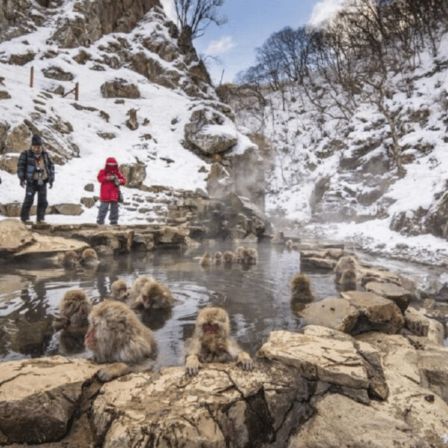 From Tokyo: Snow Monkey Park & Zenko-ji Temple Private Tour - The Tokyo drive and the value of a private car