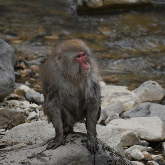 From Tokyo: Snow Monkey Park & Zenko-ji Temple Private Tour - Shibu Onsen, best saved for the end