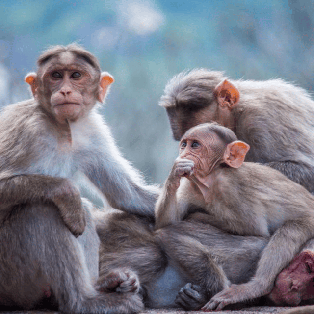 From Tokyo: Snow Monkey Park & Zenko-ji Temple Private Tour - Who should book this Nagano day trip?