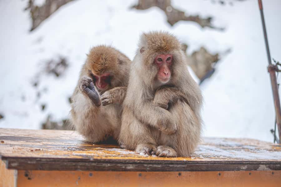 From Tokyo: Snow Monkeys and Zenkoji Temple Day Trip - Weather, clothing, and practical comfort