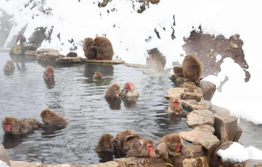 From Tokyo: Snow Monkeys and Zenkoji Temple Day Trip - Why the snow monkeys make this long day worthwhile