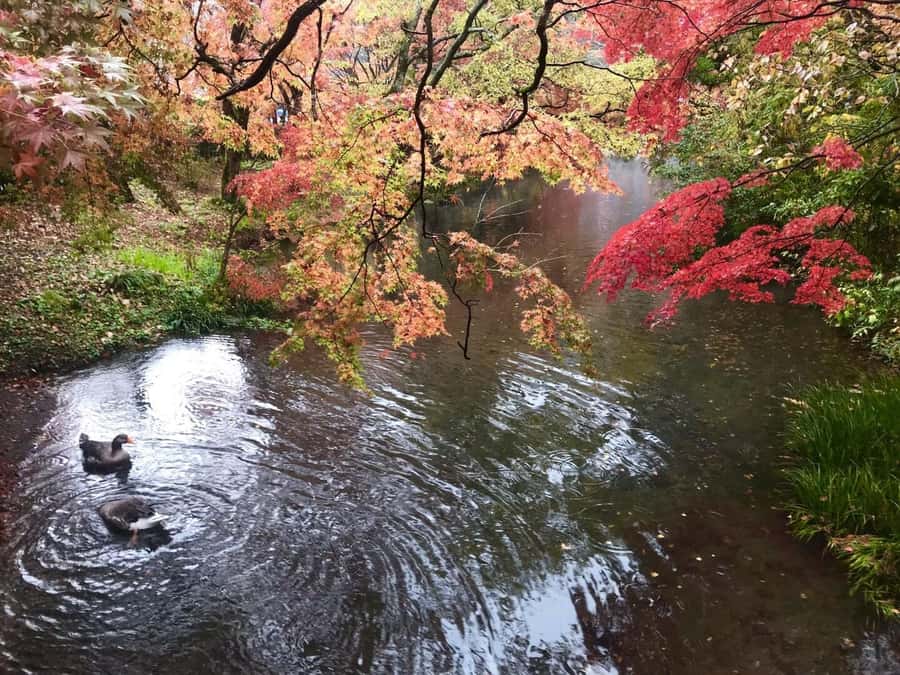 Fukuoka: Beppu Hells HotSpring, Frog Temple & Yufuin DayTrip - Yufuin Floral Village and themed shopping streets