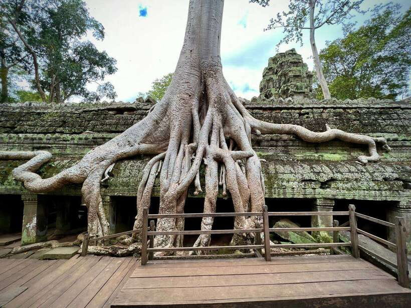 Full Day Private of Angkor Wat Tour with Tuk Tuk - Ta Prohm supplies the day’s most famous photographs