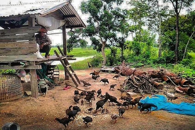 Full-day: Wat Banan. Old bamboo train. Bat Cave. Killing cave - The old bamboo train: simple, noisy, and memorable