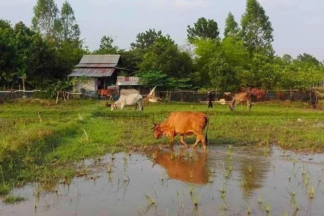 Full-day: Wat Banan. Old bamboo train. Bat Cave. Killing cave - Phnom Sampov, the Killing Cave, and the bat flight