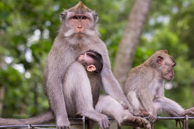 Gorilla Cave ATV Bali Ubud, Monkey Forest, Temple, and Lunch - Walking under the trees at Sacred Monkey Forest